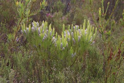 Spatalla curvifolia, photographed by Tony Rebelo