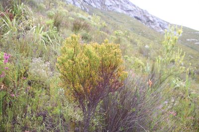 Thesium quinqueflorum, photographed by Tony Rebelo