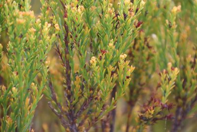 Thesium quinqueflorum, photographed by Tony Rebelo