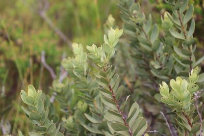 Osyris speciosa, photographed by Tony Rebelo