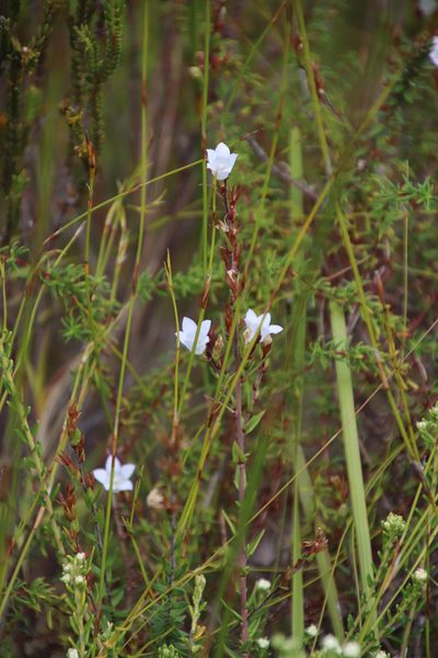 Prismatocarpus schlechteri, photographed by Tony Rebelo