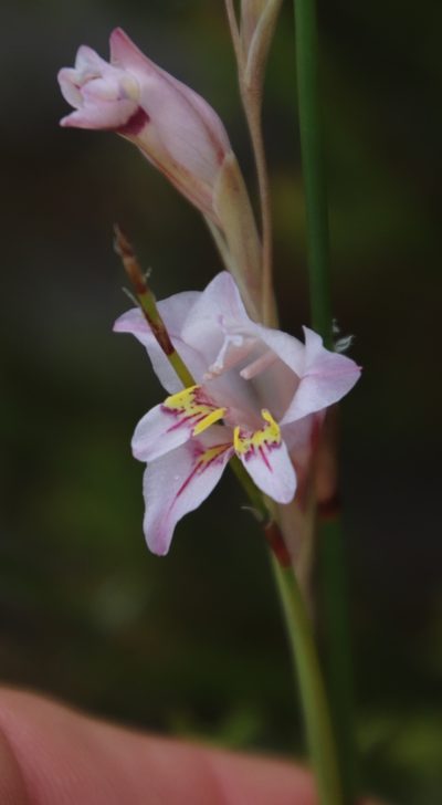Gladiolus martleyi, photographed by Tony Rebelo