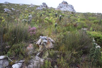 Leucospermum gracile, photographed by Tony Rebelo