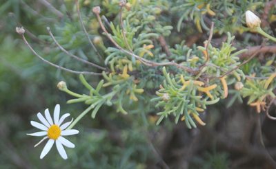 Argyranthemum foeniculaceum, photographed by Millie Basden