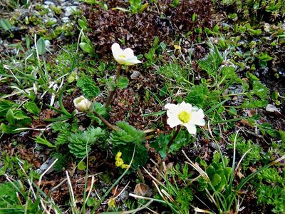 Callianthemum coriandrifolium, photographed by Karsten Rohweder