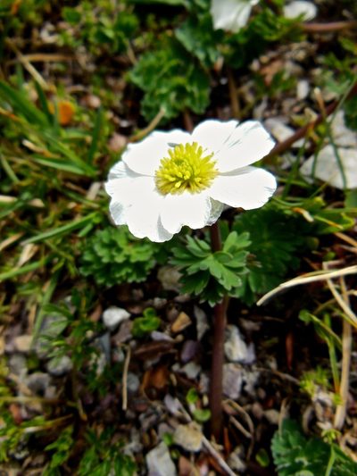 Callianthemum coriandrifolium, photographed by Karsten Rohweder