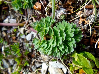 Callianthemum coriandrifolium, photographed by Karsten Rohweder