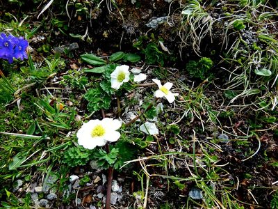 Callianthemum coriandrifolium, photographed by Karsten Rohweder