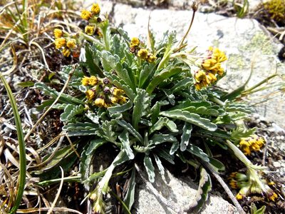 Jacobaea carniolica, photographed by Karsten Rohweder