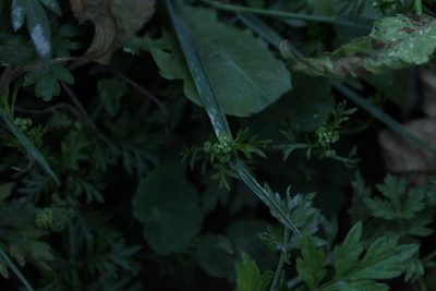 Lepidium bipinnatifidum, photographed by Andrés Ramírez-Barrera
