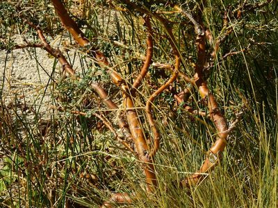 Adesmia obovata, photographed by Guillermo Debandi