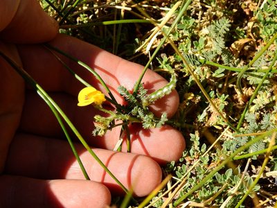 Adesmia corymbosa, photographed by Guillermo Debandi