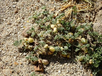 Astragalus vesiculosus, photographed by Guillermo Debandi