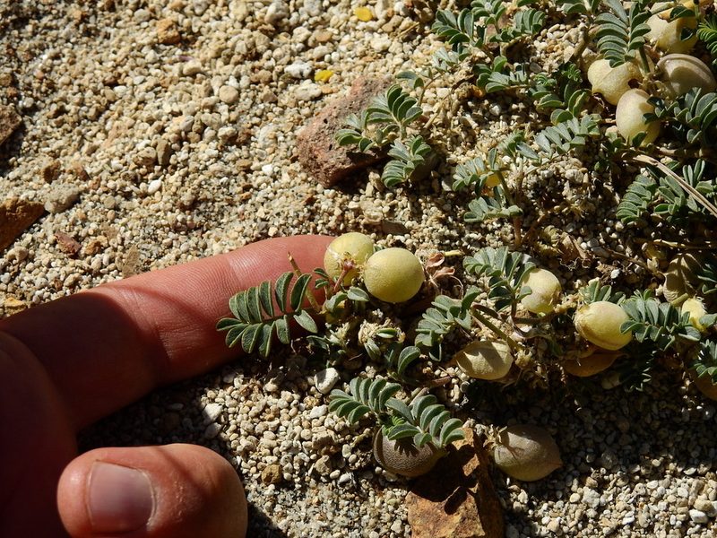Astragalus vesiculosus, photographed by Guillermo Debandi
