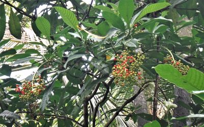 Psychotria grandis, photographed by Jason Hernandez