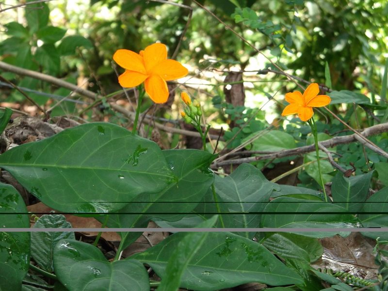 Psiguria pedata, photographed by Jason Hernandez