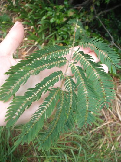 Acacia schinoides, photographed by Stephen Thorpe