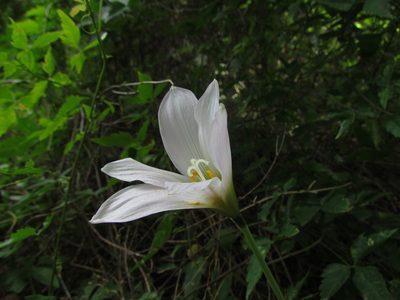 Zephyranthes mesochloa, photographed by Matias Cabezas