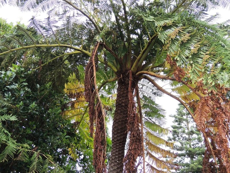 Sphaeropteris excelsa, photographed by Ian Armitage