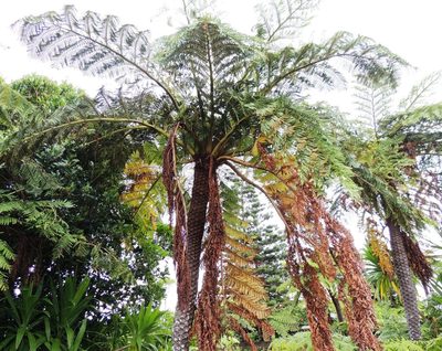 Sphaeropteris excelsa, photographed by Ian Armitage