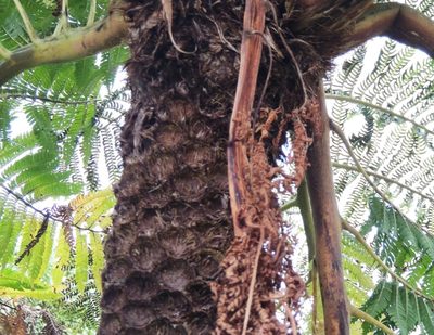 Sphaeropteris excelsa, photographed by Ian Armitage