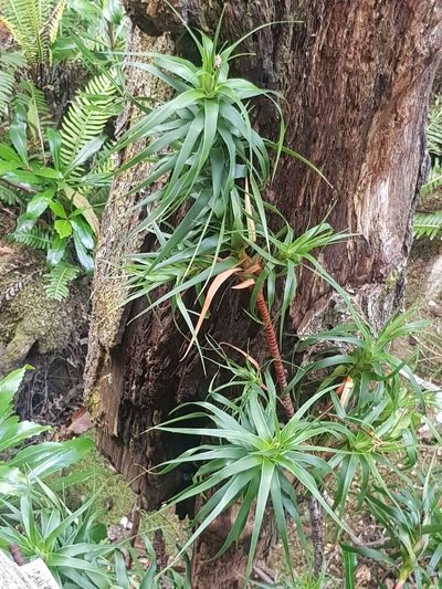 Richea dracophylla, photographed by Yoav Daniel Bar-Ness