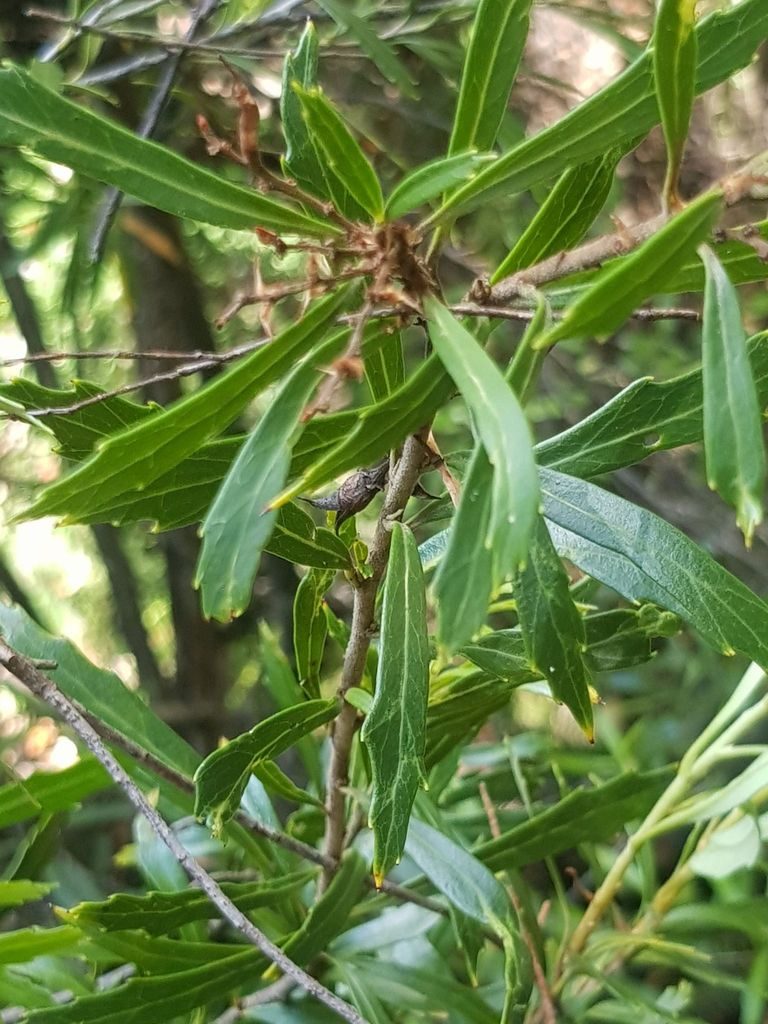 Orites diversifolius, photographed by Yoav Daniel Bar-Ness