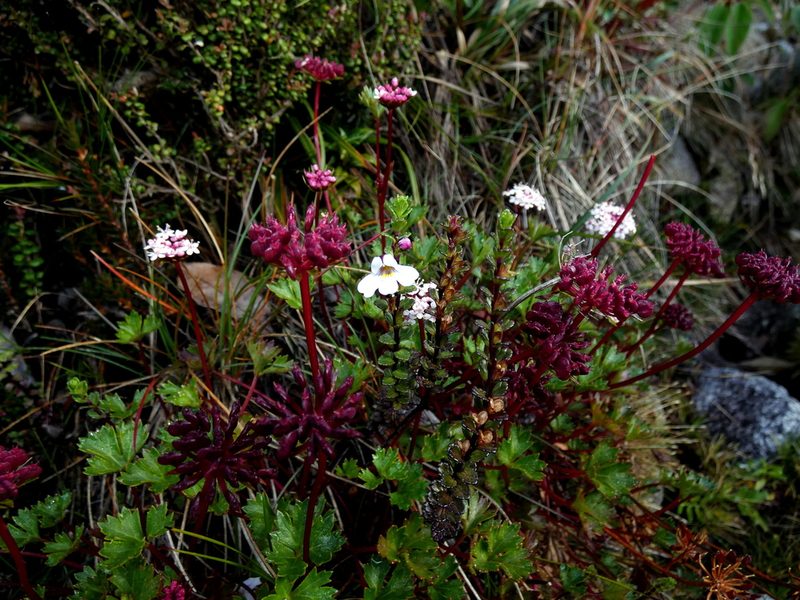 Trachymene scapigera, photographed by Kai Squires