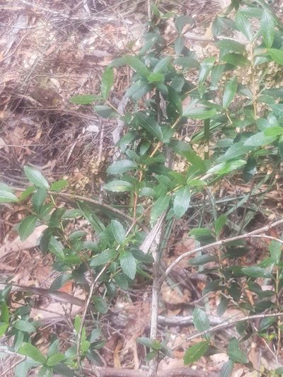Anodopetalum biglandulosum, photographed by Yoav Daniel Bar-Ness