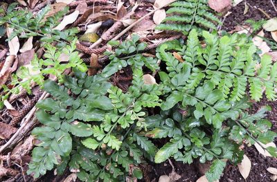 Asplenium difforme, photographed by Ian Armitage