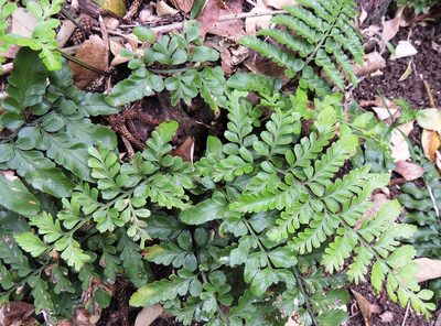 Asplenium difforme, photographed by Ian Armitage
