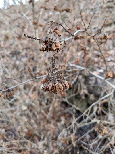 Physocarpus intermedius, photographed by Nathan Aaron
