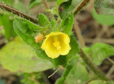 Malachra alceifolia, photographed by Francisco Farriols Sarabia