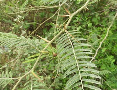Vachellia macracantha, photographed by Francisco Farriols Sarabia