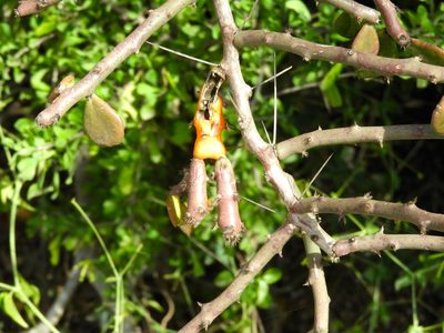 Pereskiopsis porteri, photographed by Francisco Farriols Sarabia