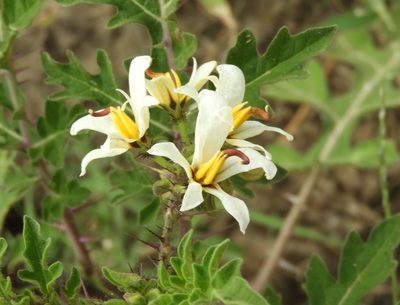 Solanum grayi, photographed by Francisco Farriols Sarabia