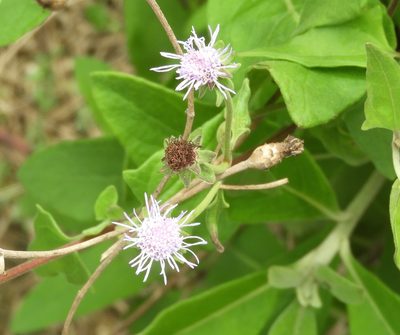Chromolaena sagittata, photographed by Francisco Farriols Sarabia
