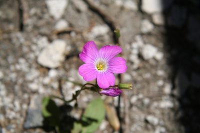 Oxalis arenaria, photographed by Heidi Meudt