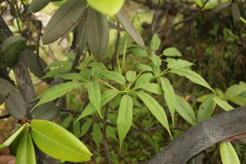 Panax pseudoginseng, photographed by Siddarth Machado
