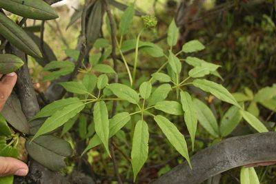 Panax pseudoginseng, photographed by Siddarth Machado