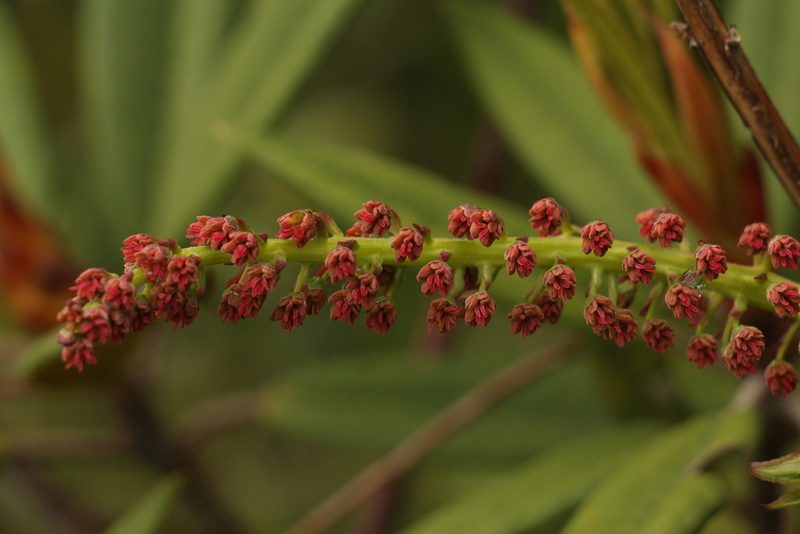 Coriaria terminalis, photographed by Siddarth Machado
