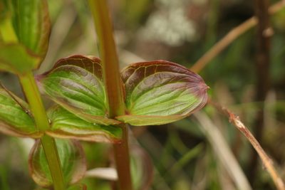 Coriaria terminalis, photographed by Siddarth Machado