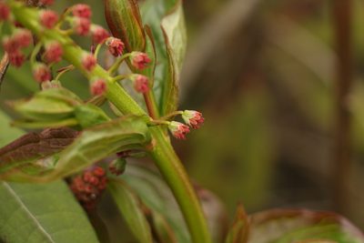 Coriaria terminalis, photographed by Siddarth Machado