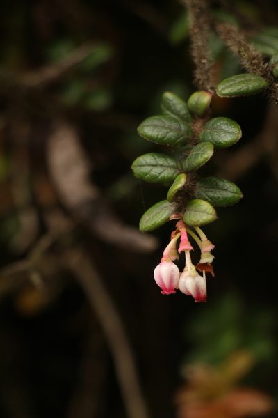 Vaccinium nummularia, photographed by Siddarth Machado