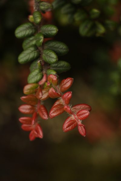 Vaccinium nummularia, photographed by Siddarth Machado