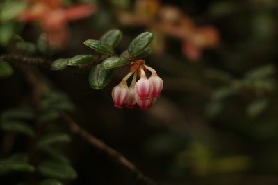 Vaccinium nummularia, photographed by Siddarth Machado