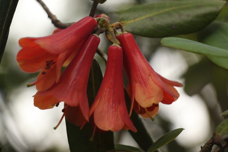 Rhododendron cinnabarinum, photographed by Siddarth Machado