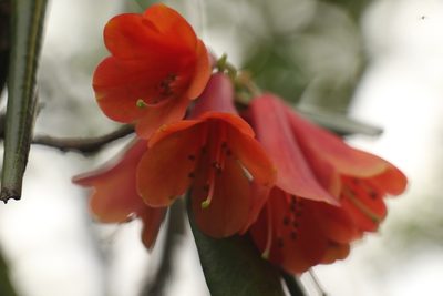Rhododendron cinnabarinum, photographed by Siddarth Machado
