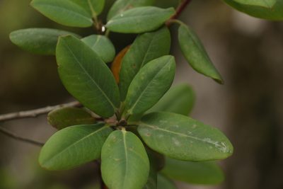 Rhododendron cinnabarinum, photographed by Siddarth Machado