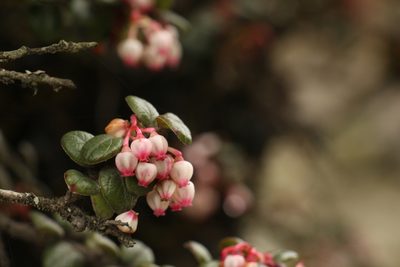 Vaccinium nummularia, photographed by Siddarth Machado